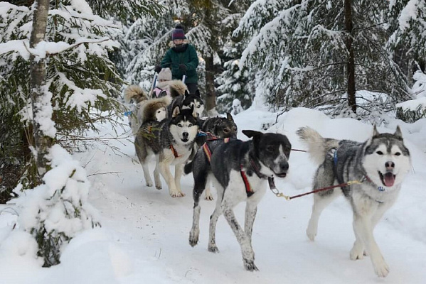 Катание на хаски в Санкт-Петербурге. Ultra Подарки. Катание на хаски в Санкт-Петербурге. Попробуйте Катание на хаски. Сервис: UltraPodarki.ru 8 800 505 95 30. Катание на хаски Санкт-Петербург, Катание на хаски в Санкт-Петербурге, хаски, животные в Санкт-Петербурге, 