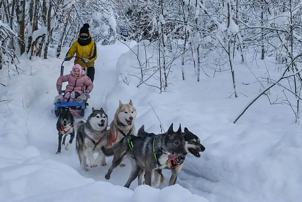 Катание на хаски в Санкт-Петербурге. Ultra Подарки. Катание на хаски в Санкт-Петербурге. Попробуйте Катание на хаски. Сервис: UltraPodarki.ru 8 800 505 95 30. Катание на хаски Санкт-Петербург, Катание на хаски в Санкт-Петербурге, хаски, животные в Санкт-Петербурге, 
