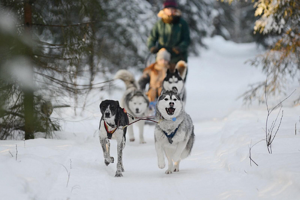 Катание на хаски в Санкт-Петербурге. Ultra Подарки. Катание на хаски в Санкт-Петербурге. Попробуйте Катание на хаски. Сервис: UltraPodarki.ru 8 800 505 95 30. Катание на хаски Санкт-Петербург, Катание на хаски в Санкт-Петербурге, хаски, животные в Санкт-Петербурге, 
