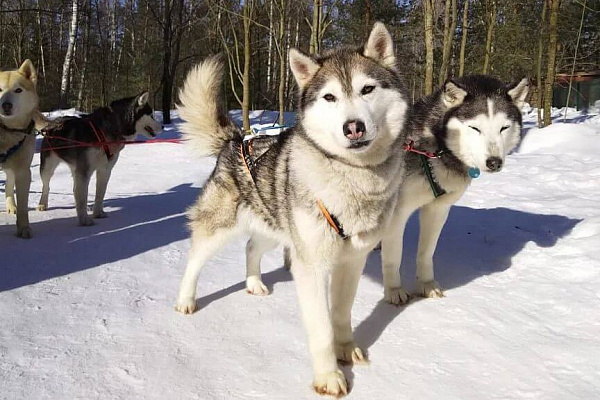 Катание на хаски в Санкт-Петербурге. Ultra Подарки. Катание на хаски в Санкт-Петербурге. Попробуйте Катание на хаски. Сервис: UltraPodarki.ru 8 800 505 95 30. Катание на хаски Санкт-Петербург, Катание на хаски в Санкт-Петербурге, хаски, животные в Санкт-Петербурге, 