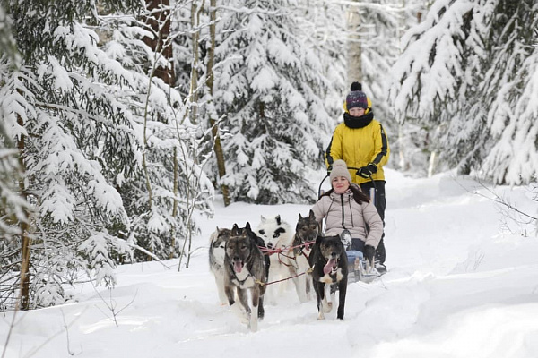 Катание на хаски в Санкт-Петербурге. Ultra Подарки. Катание на хаски в Санкт-Петербурге. Попробуйте Катание на хаски. Сервис: UltraPodarki.ru 8 800 505 95 30. Катание на хаски Санкт-Петербург, Катание на хаски в Санкт-Петербурге, хаски, животные в Санкт-Петербурге, 