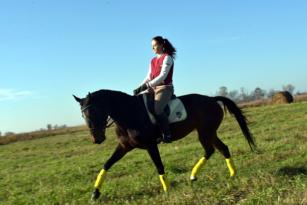 Уроки верховой езды в Санкт-Петербурге. Подарочные сертификаты Ultra Подарки. Купить оригинальный подарок или подарочный сертификат на Уроки верховой езды в Санкт-Петербурге. Сервис UltraPodarki.ru 8-800-505-9530. Катание на лошадях, Прогулка на лошади, Прогулка на лошадях для двоих, Уроки верховой езды, конный клуб, Конный клуб, конная прогулка, конная прогулка в Санкт-Петербурге