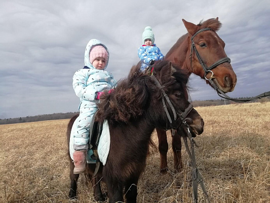 Конная прогулка в Санкт-Петербурге. Подарочные сертификаты Ultra Подарки. Купить оригинальный подарок или подарочный сертификат на Конная прогулка в Санкт-Петербурге. Сервис UltraPodarki.ru 8-800-505-9530. Катание на лошадях, Прогулка на лошади, Прогулка на лошадях для двоих, Конная прогулка, конный клуб, Конный клуб, конная прогулка, конная прогулка в Санкт-Петербурге