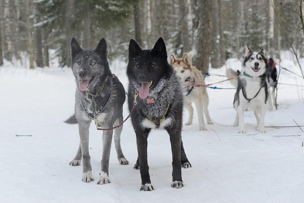 Катание на хаски в Санкт-Петербурге. Ultra Подарки. Катание на хаски в Санкт-Петербурге. Попробуйте Катание на хаски. Сервис: UltraPodarki.ru 8 800 505 95 30. Катание на хаски Санкт-Петербург, Катание на хаски в Санкт-Петербурге, хаски, животные в Санкт-Петербурге, 
