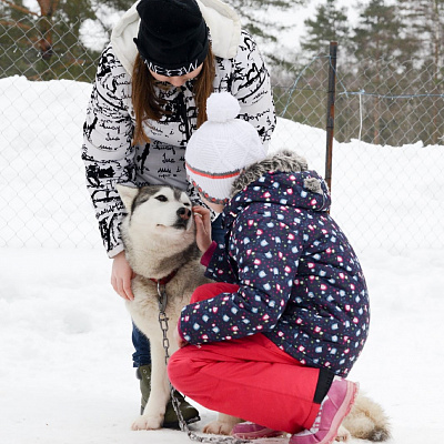 Катание на хаски в Санкт-Петербурге. Ultra Подарки. Катание на хаски в Санкт-Петербурге. Попробуйте Катание на хаски. Сервис: UltraPodarki.ru 8 800 505 95 30. Катание на хаски Санкт-Петербург, Катание на хаски в Санкт-Петербурге, хаски, животные в Санкт-Петербурге, 