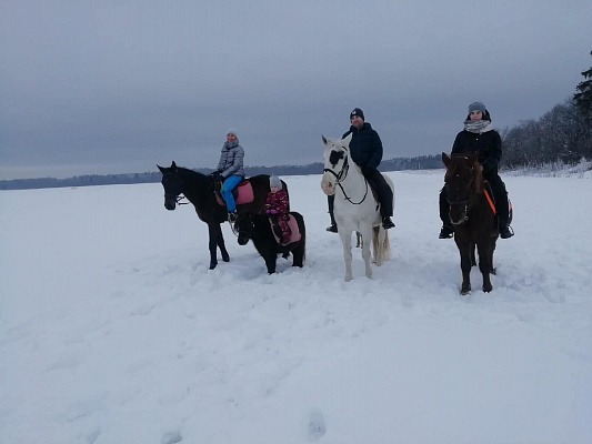 Конная прогулка в Санкт-Петербурге. Подарочные сертификаты Ultra Подарки. Купить оригинальный подарок или подарочный сертификат на Конная прогулка в Санкт-Петербурге. Сервис UltraPodarki.ru 8-800-505-9530. Катание на лошадях, Прогулка на лошади, Прогулка на лошадях для двоих, Конная прогулка, конный клуб, Конный клуб, конная прогулка, конная прогулка в Санкт-Петербурге