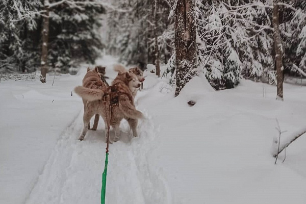 Катание на хаски в Санкт-Петербурге. Ultra Подарки. Катание на хаски в Санкт-Петербурге. Попробуйте Катание на хаски. Сервис: UltraPodarki.ru 8 800 505 95 30. Катание на хаски Санкт-Петербург, Катание на хаски в Санкт-Петербурге, хаски, животные в Санкт-Петербурге, 
