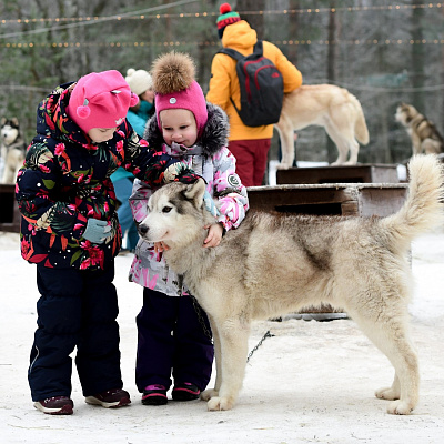 Катание на хаски в Санкт-Петербурге. Ultra Подарки. Катание на хаски в Санкт-Петербурге. Попробуйте Катание на хаски. Сервис: UltraPodarki.ru 8 800 505 95 30. Катание на хаски Санкт-Петербург, Катание на хаски в Санкт-Петербурге, хаски, животные в Санкт-Петербурге, 