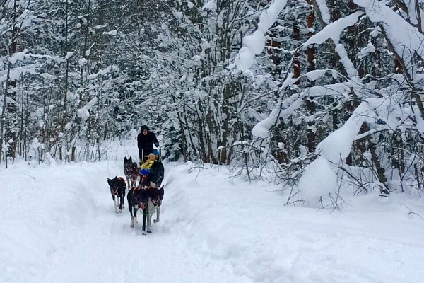 Катание на хаски в Санкт-Петербурге. Ultra Подарки. Катание на хаски в Санкт-Петербурге. Попробуйте Катание на хаски. Сервис: UltraPodarki.ru 8 800 505 95 30. Катание на хаски Санкт-Петербург, Катание на хаски в Санкт-Петербурге, хаски, животные в Санкт-Петербурге, 
