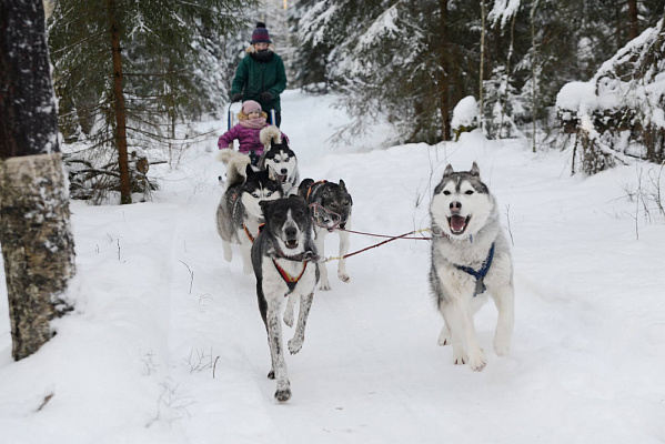 Катание на хаски в Санкт-Петербурге. Ultra Подарки. Катание на хаски в Санкт-Петербурге. Попробуйте Катание на хаски. Сервис: UltraPodarki.ru 8 800 505 95 30. Катание на хаски Санкт-Петербург, Катание на хаски в Санкт-Петербурге, хаски, животные в Санкт-Петербурге, 
