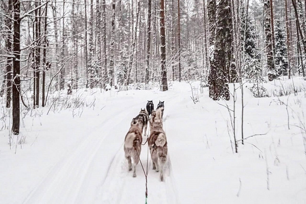 Катание на хаски в Санкт-Петербурге. Ultra Подарки. Катание на хаски в Санкт-Петербурге. Попробуйте Катание на хаски. Сервис: UltraPodarki.ru 8 800 505 95 30. Катание на хаски Санкт-Петербург, Катание на хаски в Санкт-Петербурге, хаски, животные в Санкт-Петербурге, 