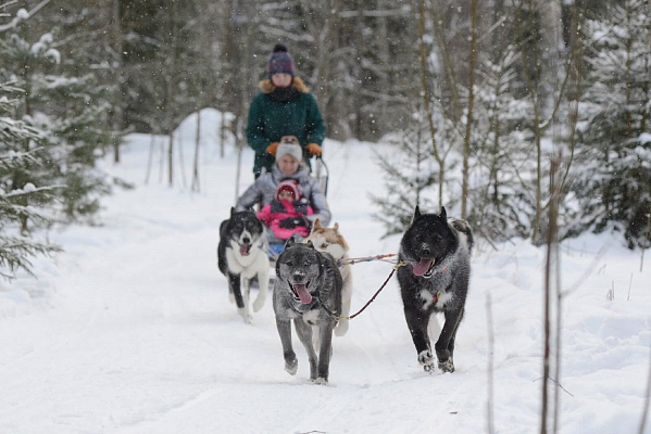 Катание на хаски в Санкт-Петербурге. Ultra Подарки. Катание на хаски в Санкт-Петербурге. Попробуйте Катание на хаски. Сервис: UltraPodarki.ru 8 800 505 95 30. Катание на хаски Санкт-Петербург, Катание на хаски в Санкт-Петербурге, хаски, животные в Санкт-Петербурге, 