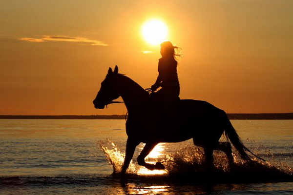 Конная прогулка в Санкт-Петербурге. Подарочные сертификаты Ultra Подарки. Купить оригинальный подарок или подарочный сертификат на Конная прогулка в Санкт-Петербурге. Сервис UltraPodarki.ru 8-800-505-9530. Катание на лошадях, Прогулка на лошади, Прогулка на лошадях для двоих, Конная прогулка, конный клуб, Конный клуб, конная прогулка, конная прогулка в Санкт-Петербурге