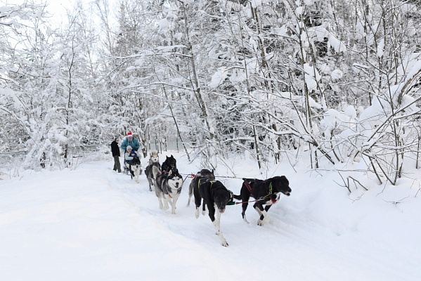 Катание на хаски в Санкт-Петербурге. Ultra Подарки. Катание на хаски в Санкт-Петербурге. Попробуйте Катание на хаски. Сервис: UltraPodarki.ru 8 800 505 95 30. Катание на хаски Санкт-Петербург, Катание на хаски в Санкт-Петербурге, хаски, животные в Санкт-Петербурге, 